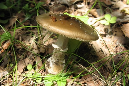 2006 amanita pantherina II redimensionner